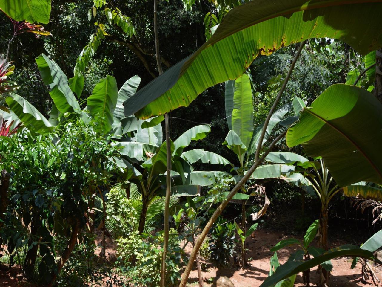 La Nature Apartments Au Cap Exterior foto